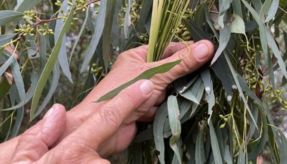  Caring for Country (QLD) 